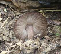 Image of Pluteus microspermus E. Horak 2008