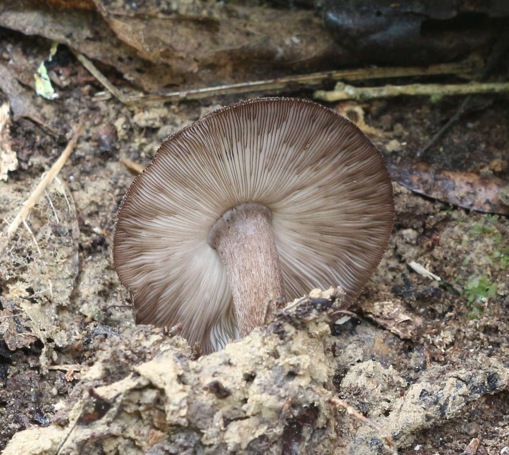 Слика од Pluteus microspermus E. Horak 2008