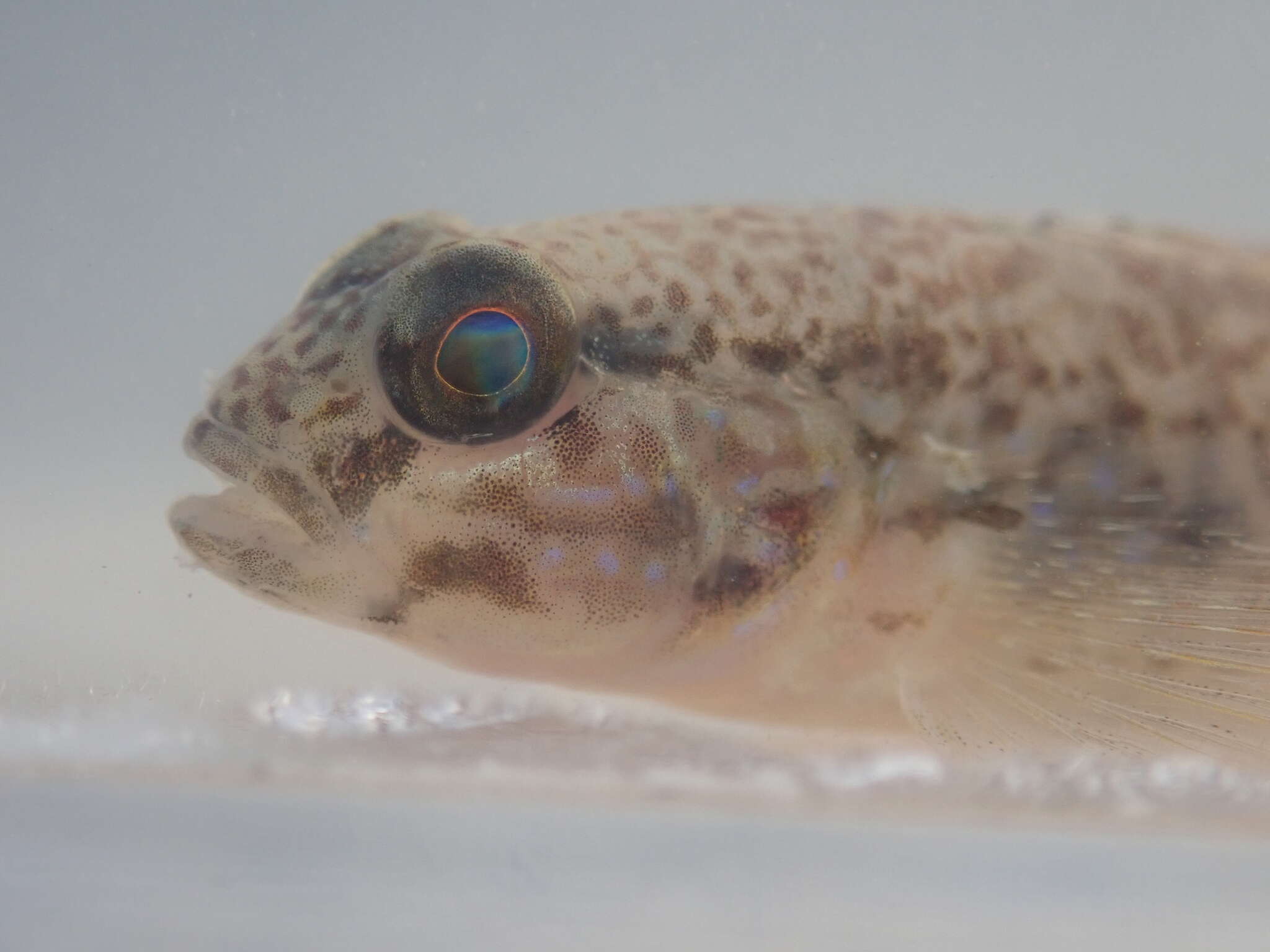 صورة Acentrogobius multifasciatus (Herre 1927)