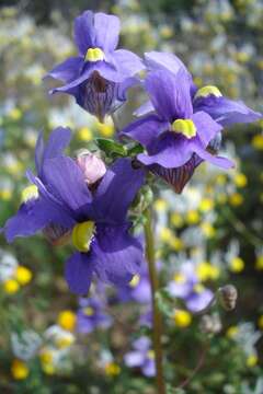 Image of Nemesia leipoldtii Hiern