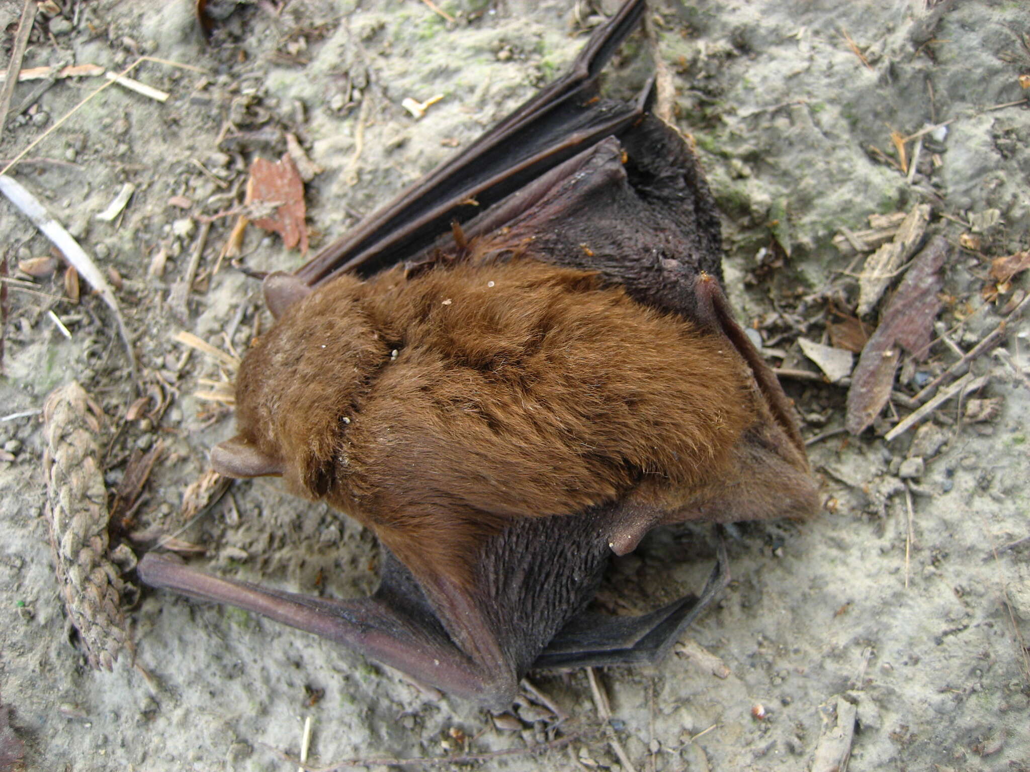 Image of Asiatic Lesser Yellow House Bat