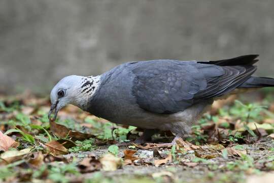 صورة Columba pulchricollis Blyth 1846