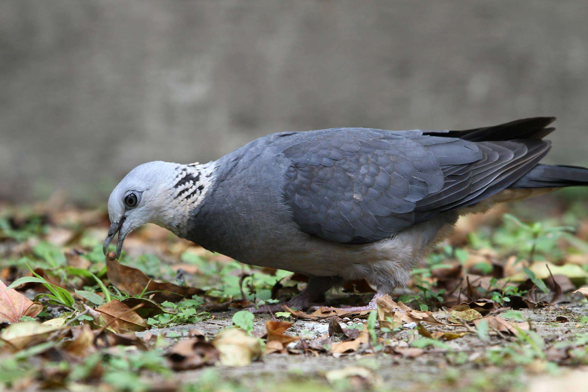 Image of Ashy Wood Pigeon