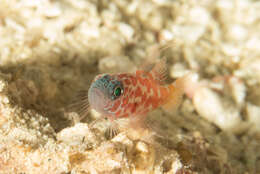 Image of Lantana dwarfgoby