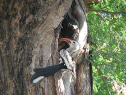 Image of Northern Red-billed Hornbill