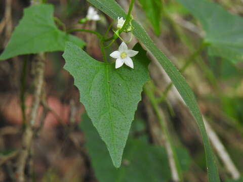 Image of Zehneria cunninghamii F. Müll.