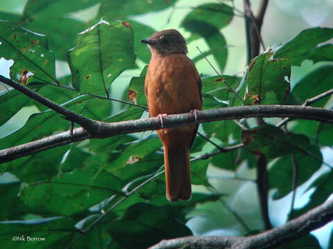 Image of Fraser's Rufous Thrush