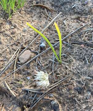 Image of Brandegee's onion