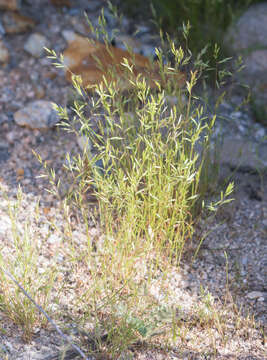 Image of common Mediterranean grass