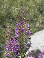 Image of fireweed