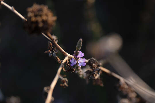 Image of mint vervain