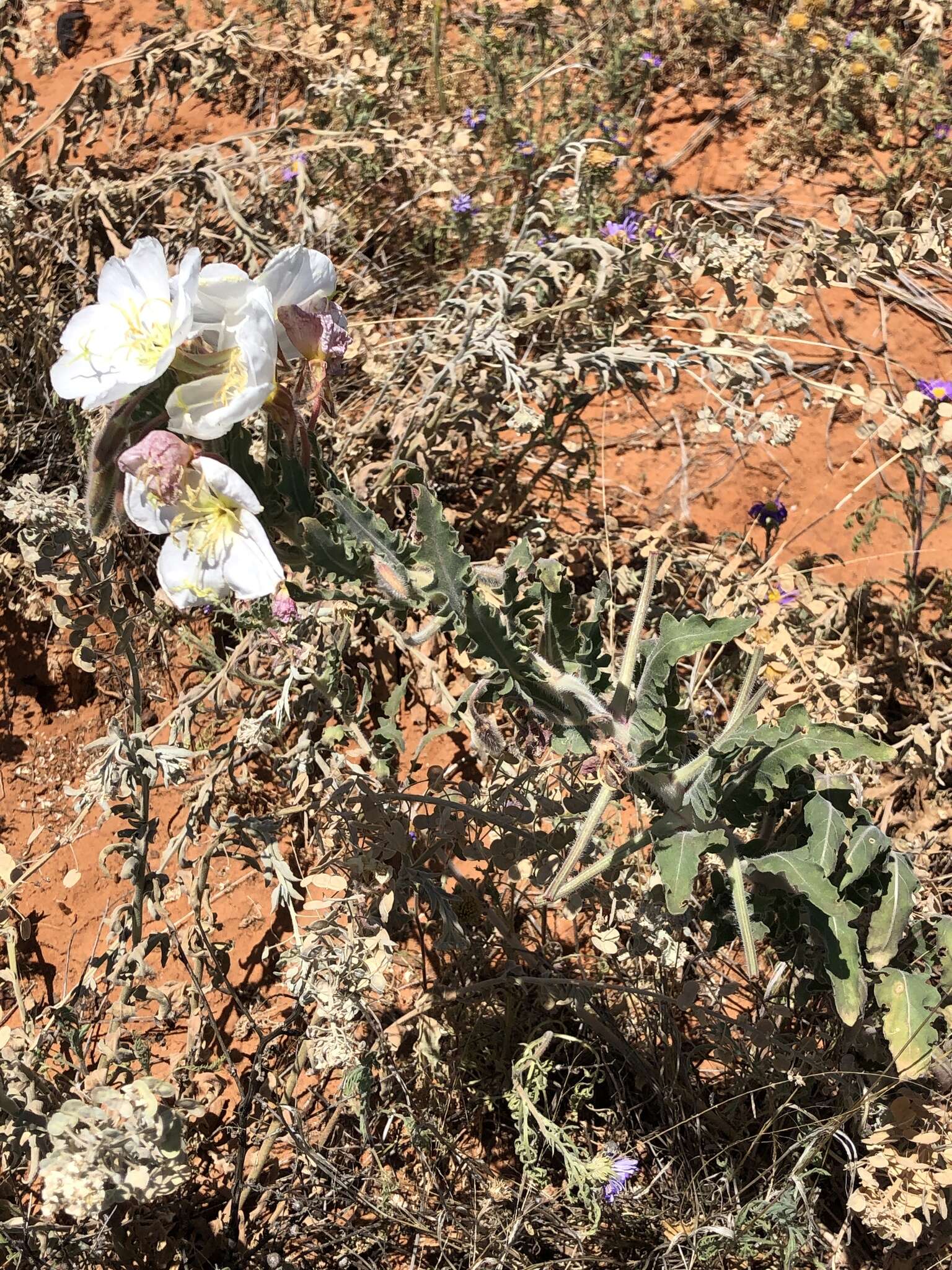 Sivun Oenothera engelmannii (Woot. & Standl.) Munz kuva