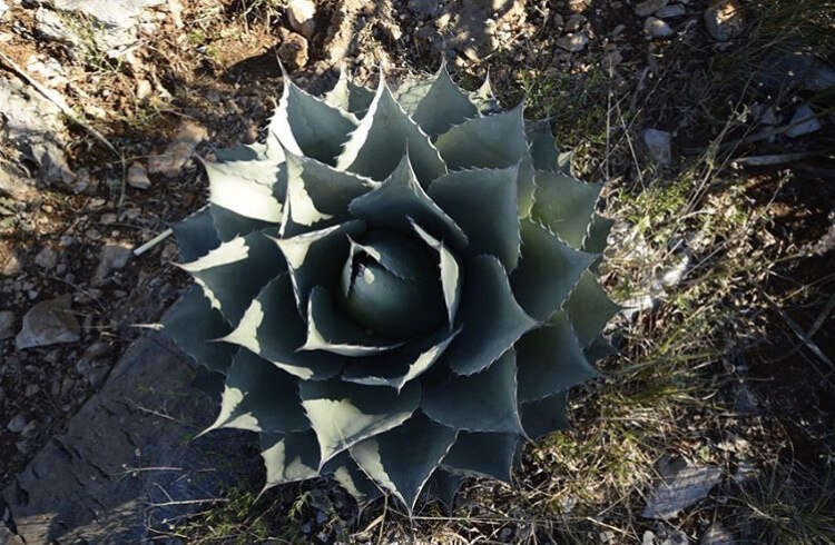 Image de Agave ovatifolia G. D. Starr & Villarreal