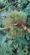 Image of Mossy Rose Gall Wasp