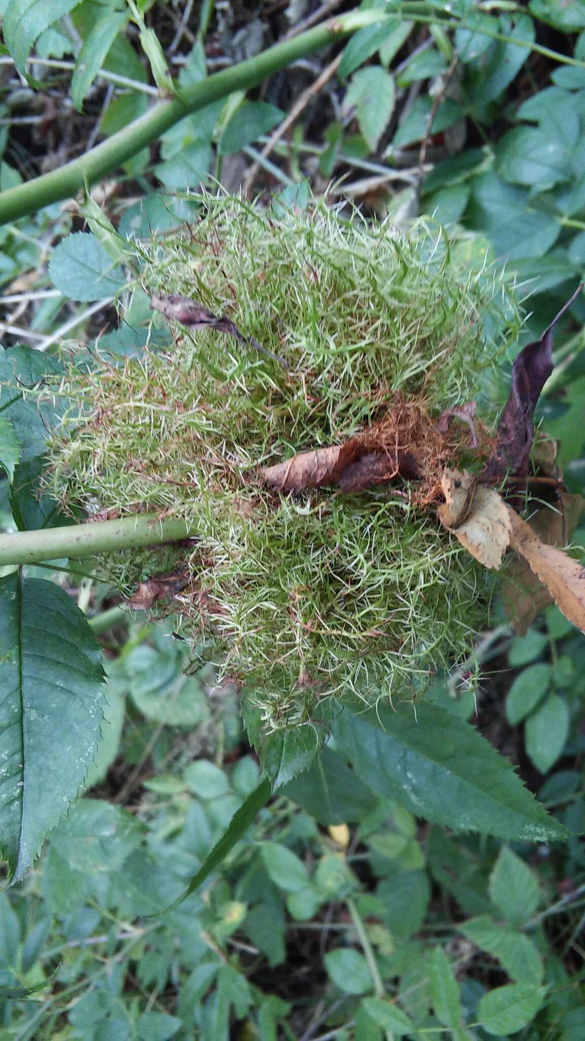 Image of Mossy Rose Gall Wasp