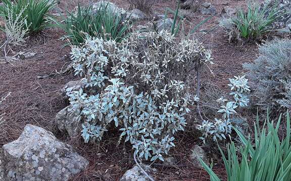 Image of Sideritis dasygnaphala (Webb & Berthel.) Clos