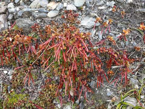 Imagem de Epilobium tasmanicum Hausskn.