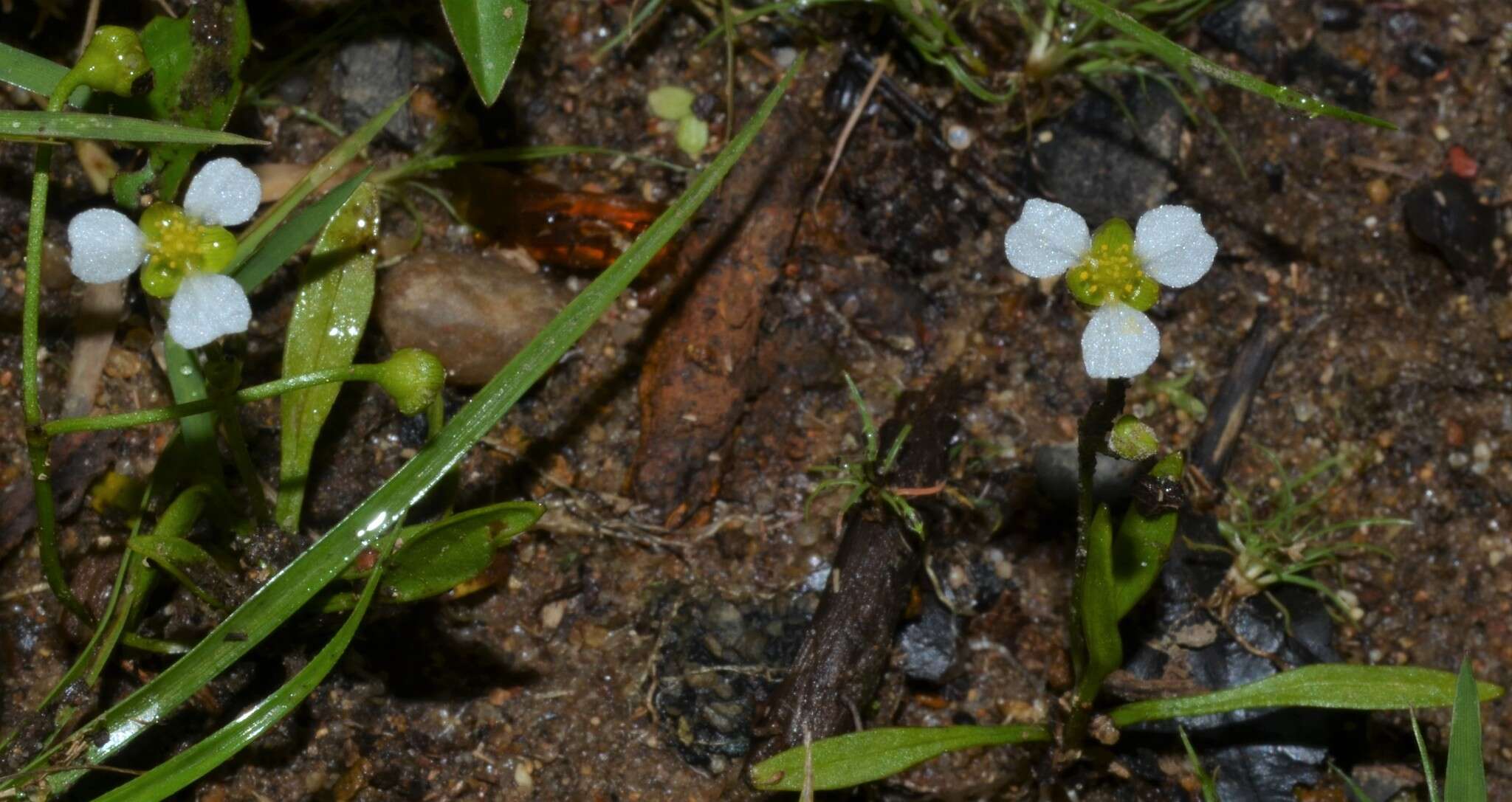 Image of Dwarf Burhead Pygmy Swordplant