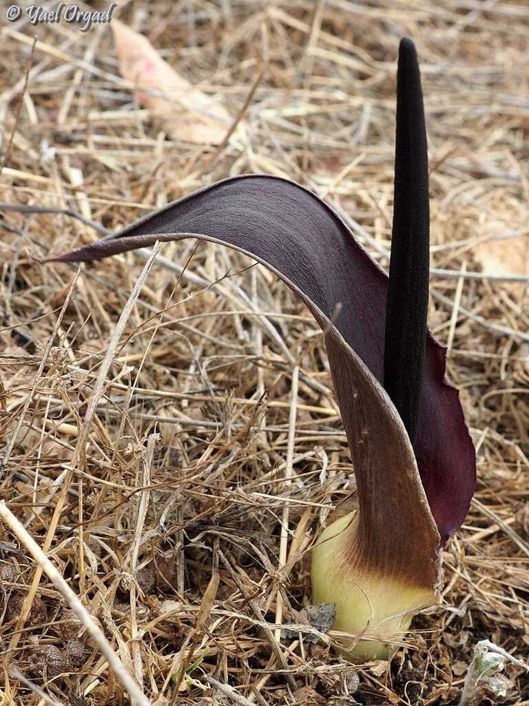 Image of Biarum bovei Blume