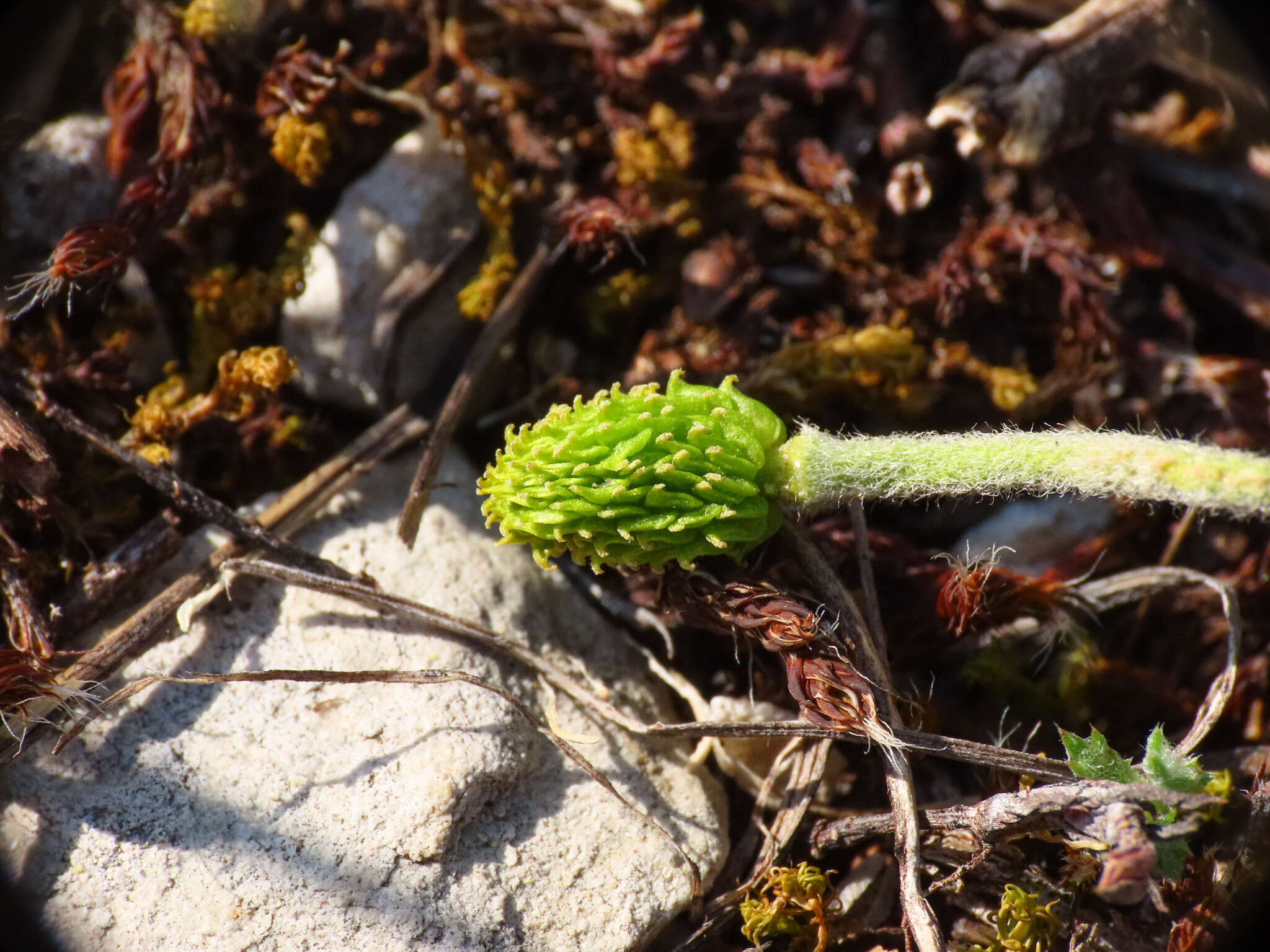 Image of Ranunculus millefoliatus Vahl