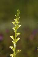 Image of Narrow-spurred Yellow-green Orchid