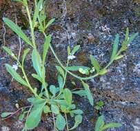 Image of Lobelia anceps L. fil.