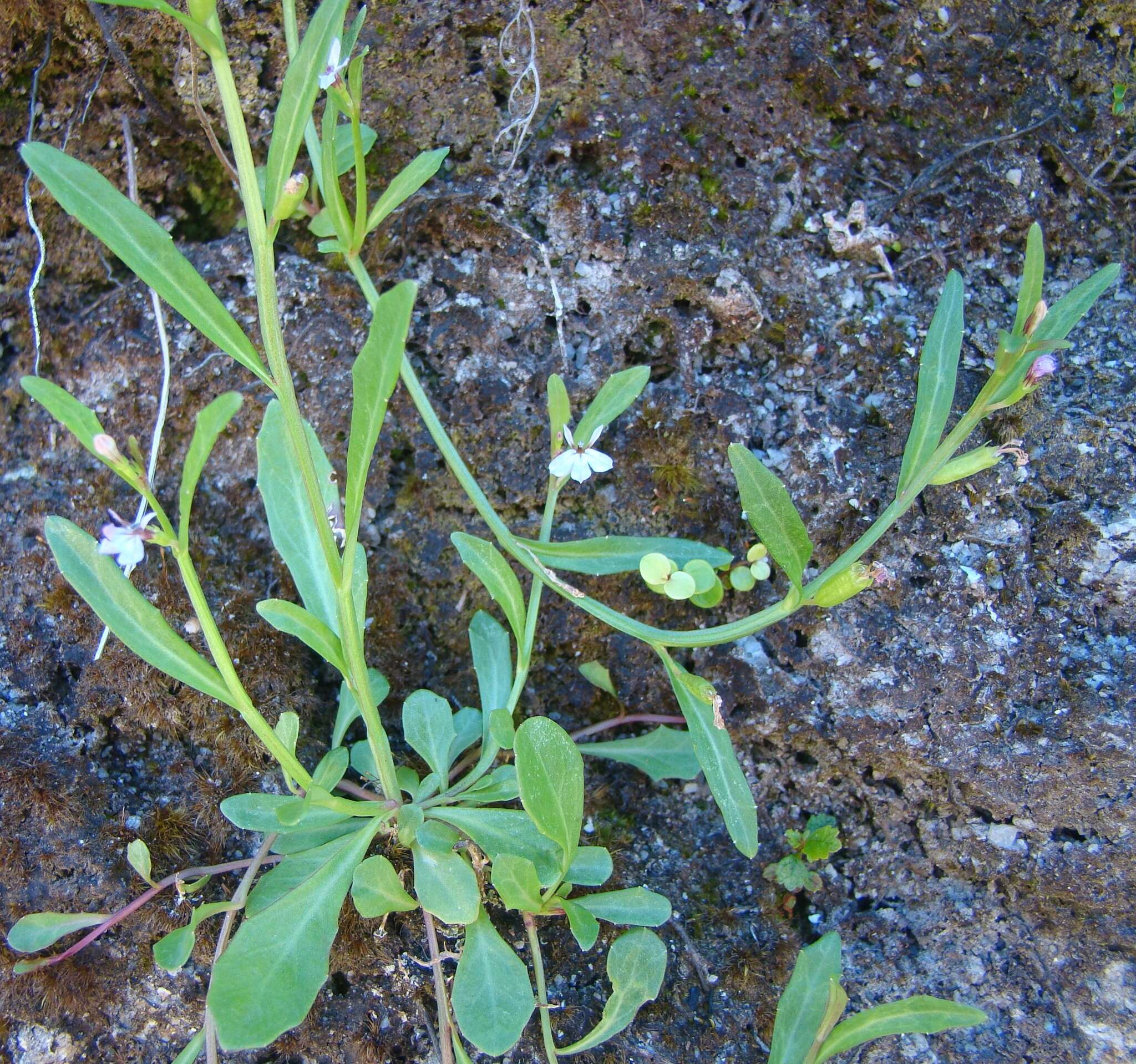 Image of Lobelia anceps L. fil.