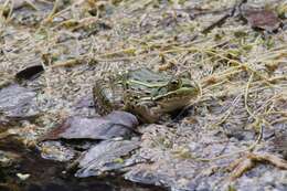 Image of Chiricahua Leopard Frog