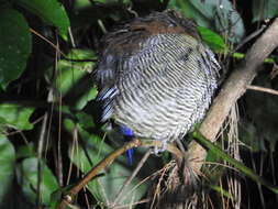 Image of Javan Banded Pitta