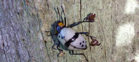 Image of Cuphotes nigromaculatus (J. Thomson 1859)