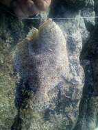 Image of turbots