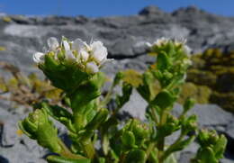 Image of cochlearia