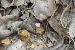 Image de Drosera pulchella Lehm.