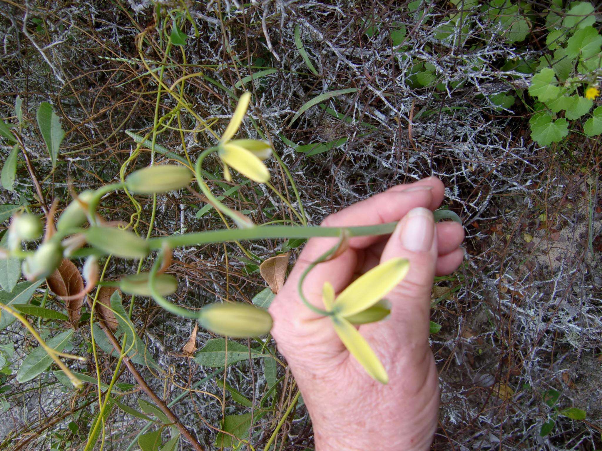 Image of Albuca juncifolia Baker