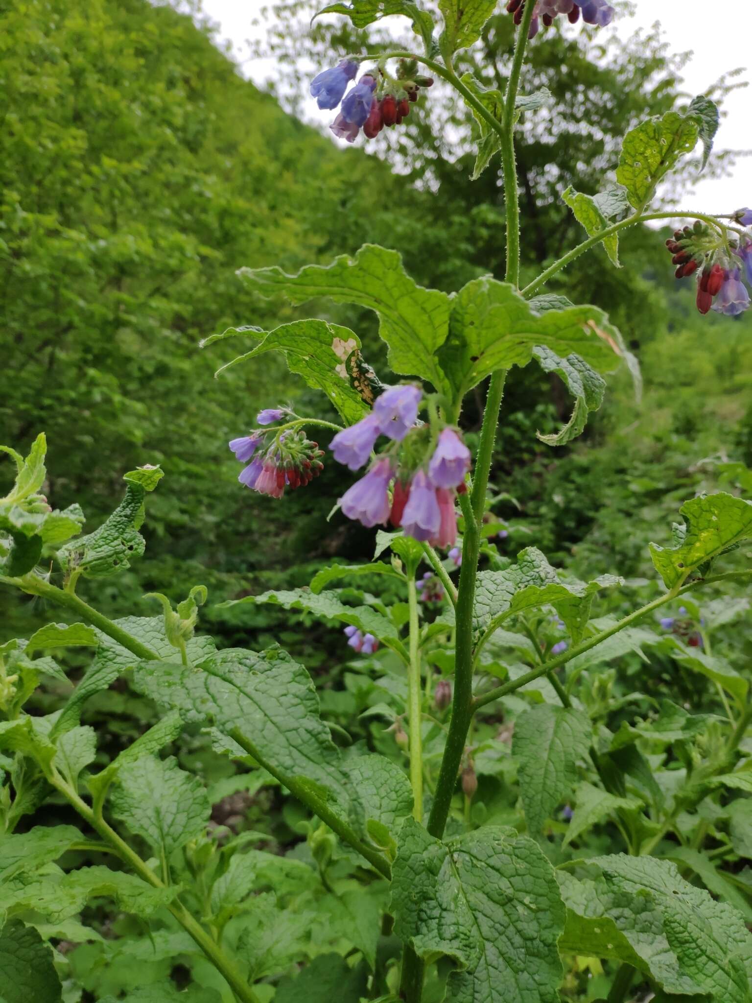 Image of prickly comfrey