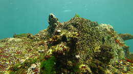 Image of giant barnacle