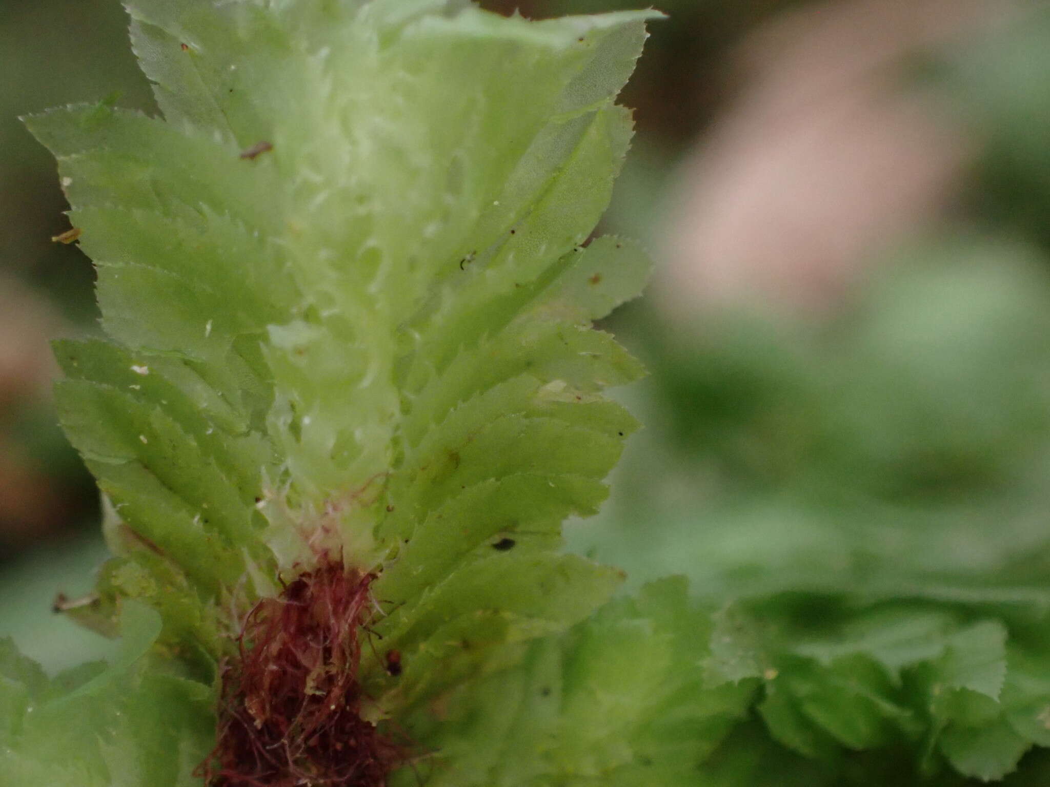 Image of Schistochila balfouriana (Hook. fil. & Taylor) Steph.