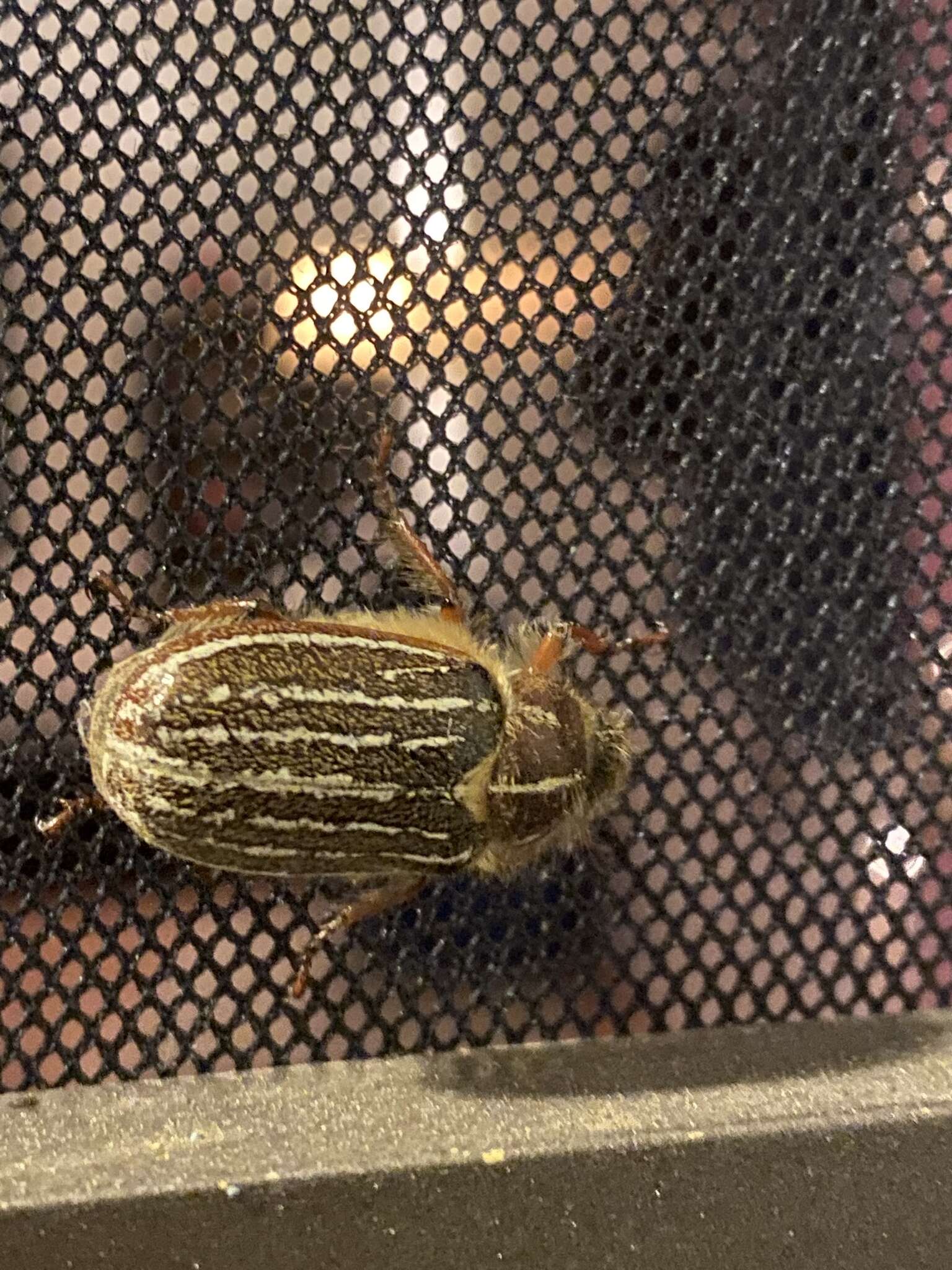 Image of Mount Hermon June beetle