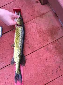 Image of Pickerel