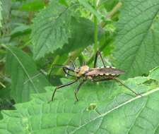 Image of Rhynocoris neavei Bergroth 1912