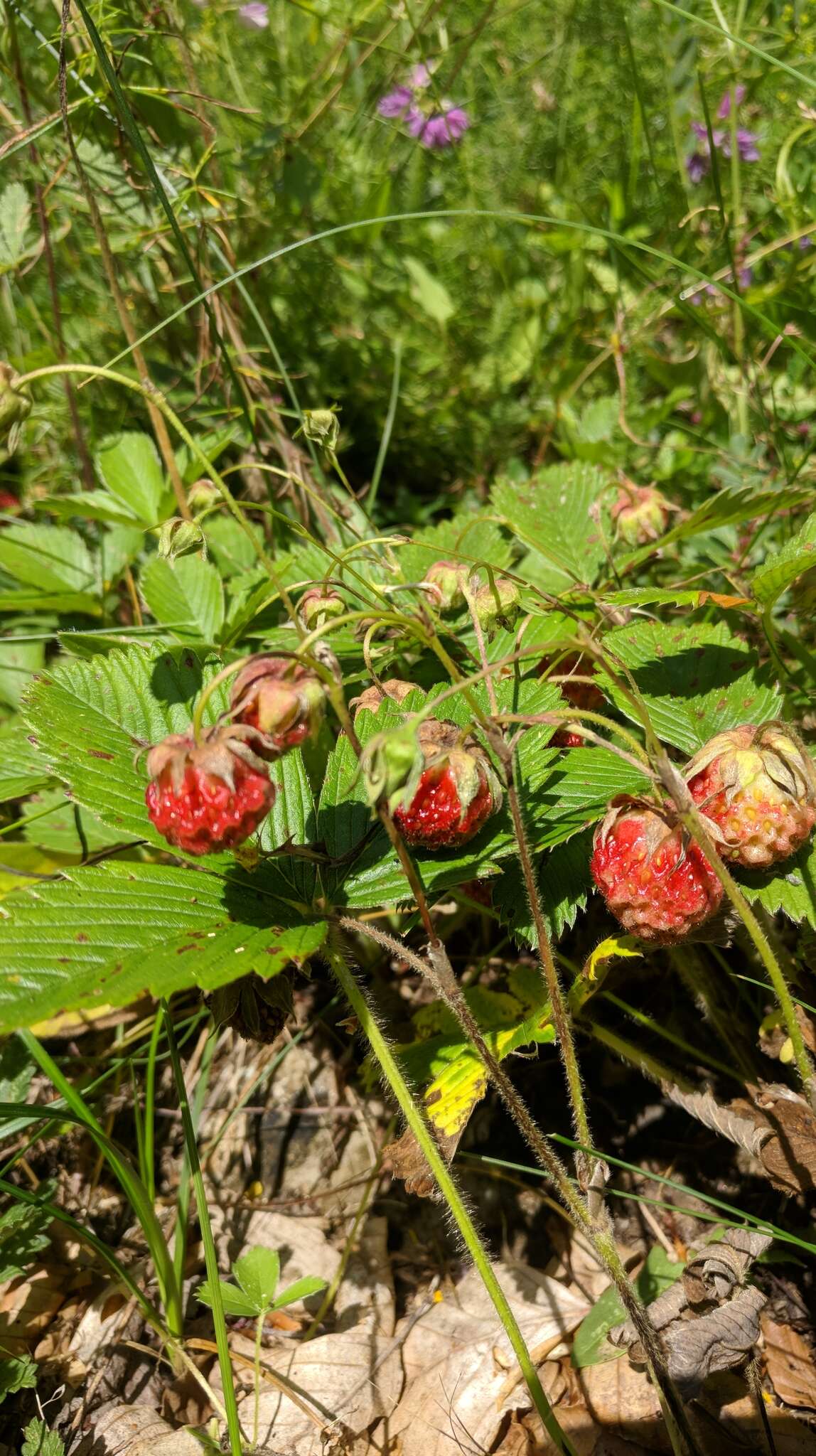 Image of Fragaria viridis subsp. campestris (Steven) Pawl.