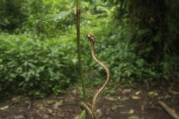 Image of Blunt-head Slug Snake