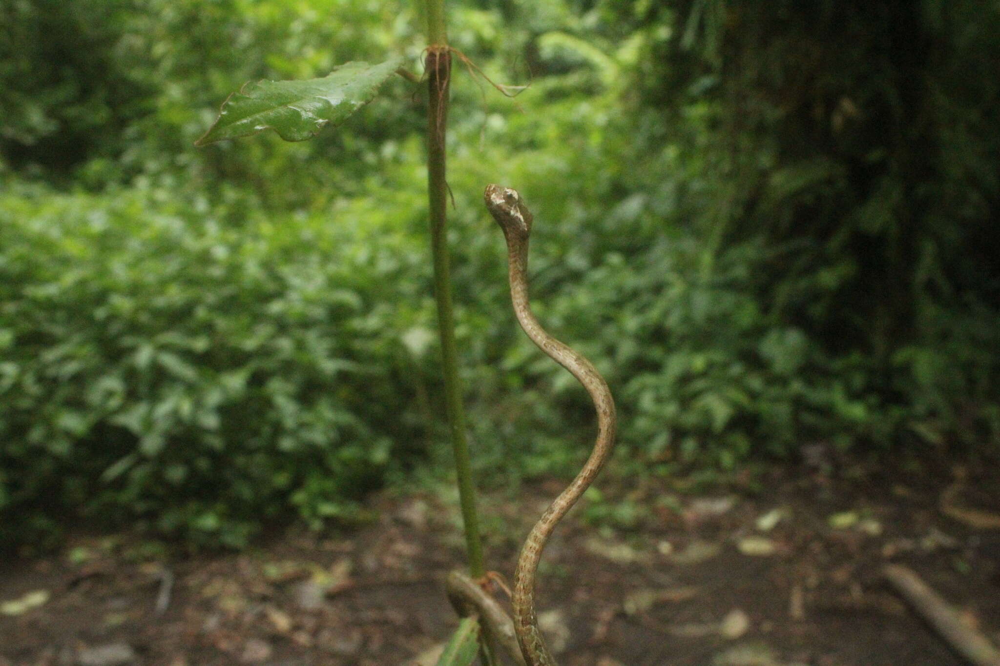 Image of Blunt-head Slug Snake