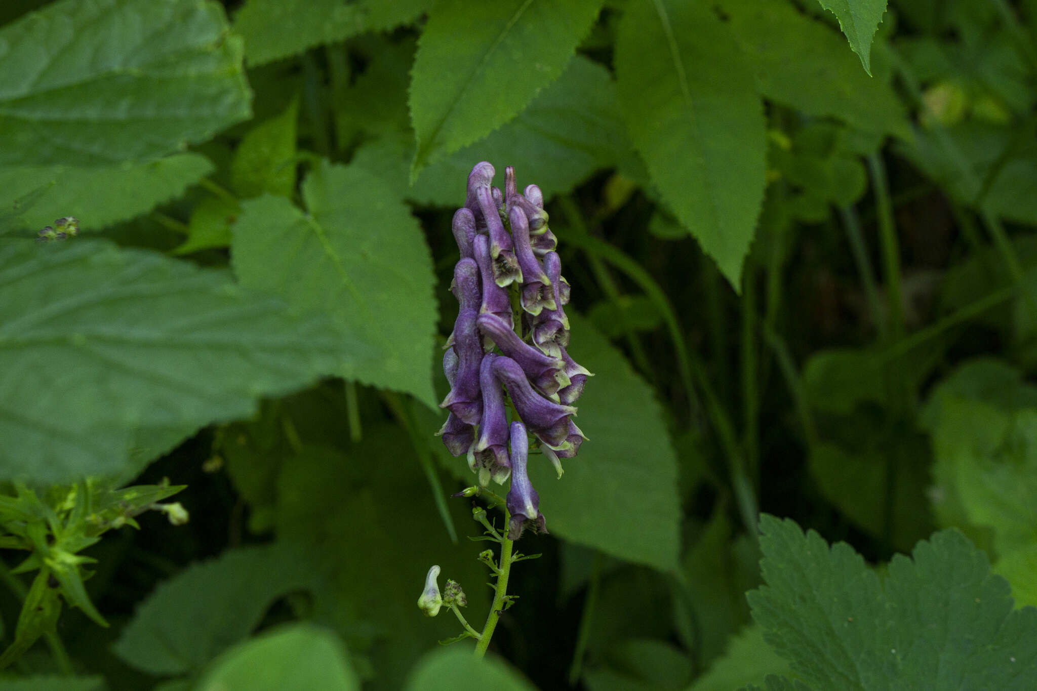 Image of Aconitum lycoctonum subsp. moldavicum (Hacq.) J. Jalas