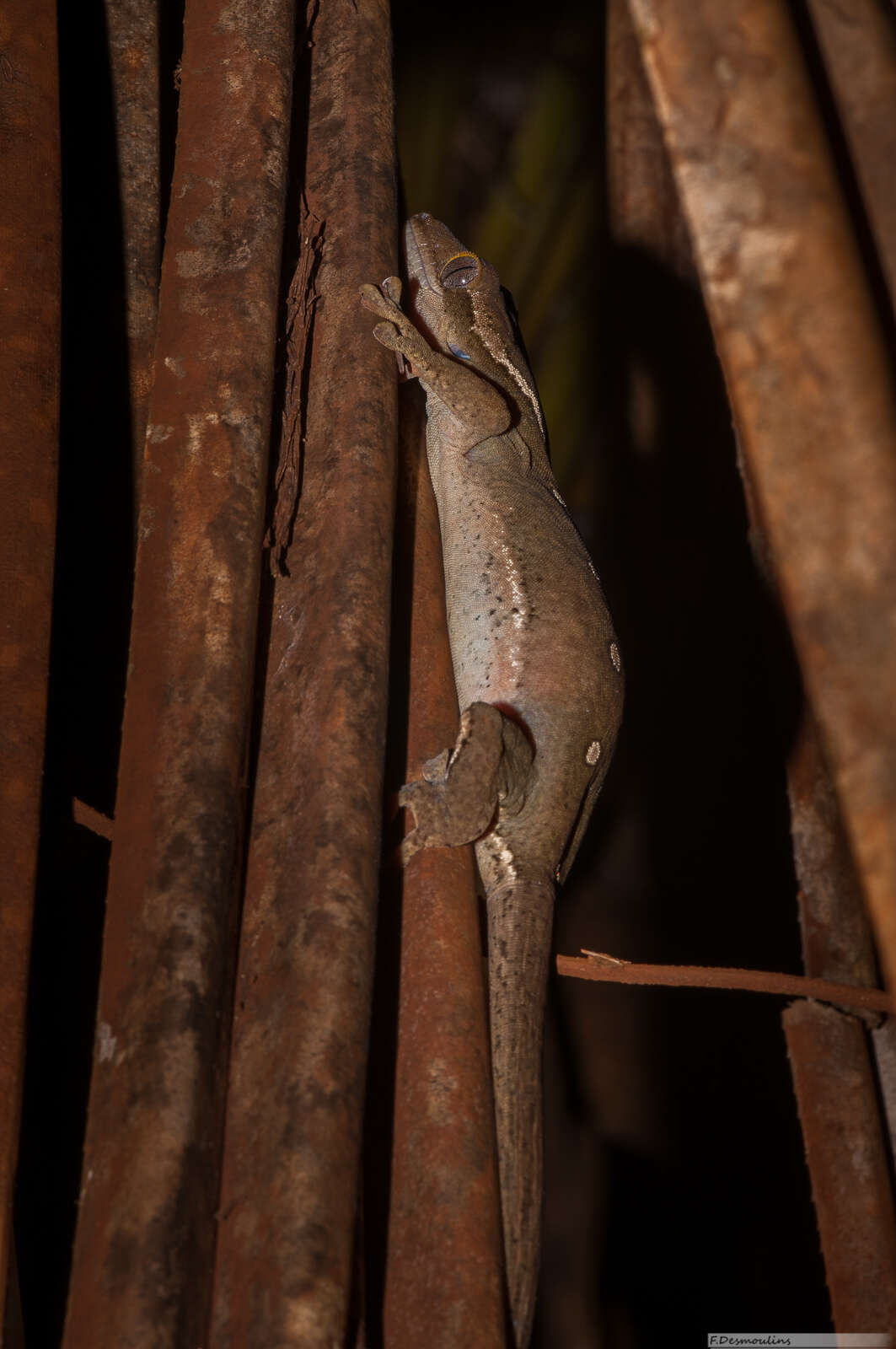 Image of Roux's Giant Gecko