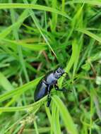 Image of Dorcus nepalensis (Hope 1831)