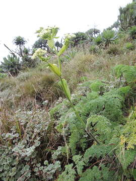 Image of Afroligusticum linderi (C. Norman) Winter