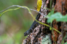 Image of Sceloporus esperanzae Mccranie 2018