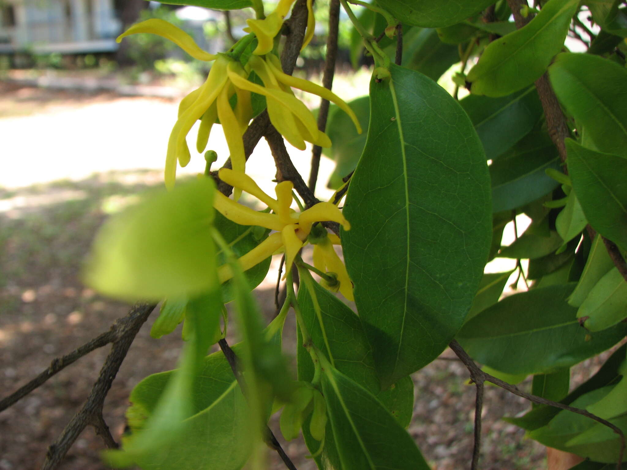 Image of Canary Beech