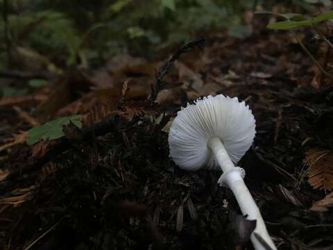 Image of Lepiota rubrotinctoides Murrill 1912